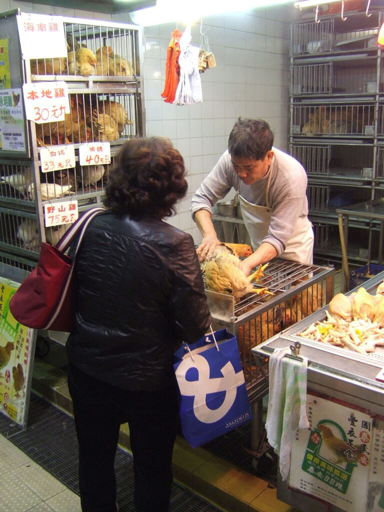 A customer checks the health of a chicken in a live poultry market.