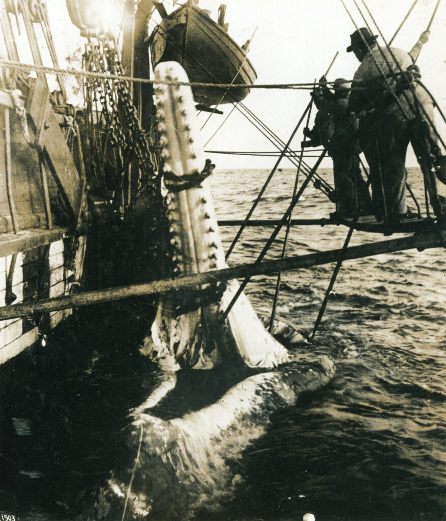 Hoisting in the lower jaw of a sperm whale, with four crew men on a catwalk, suspended from the ship Daisy