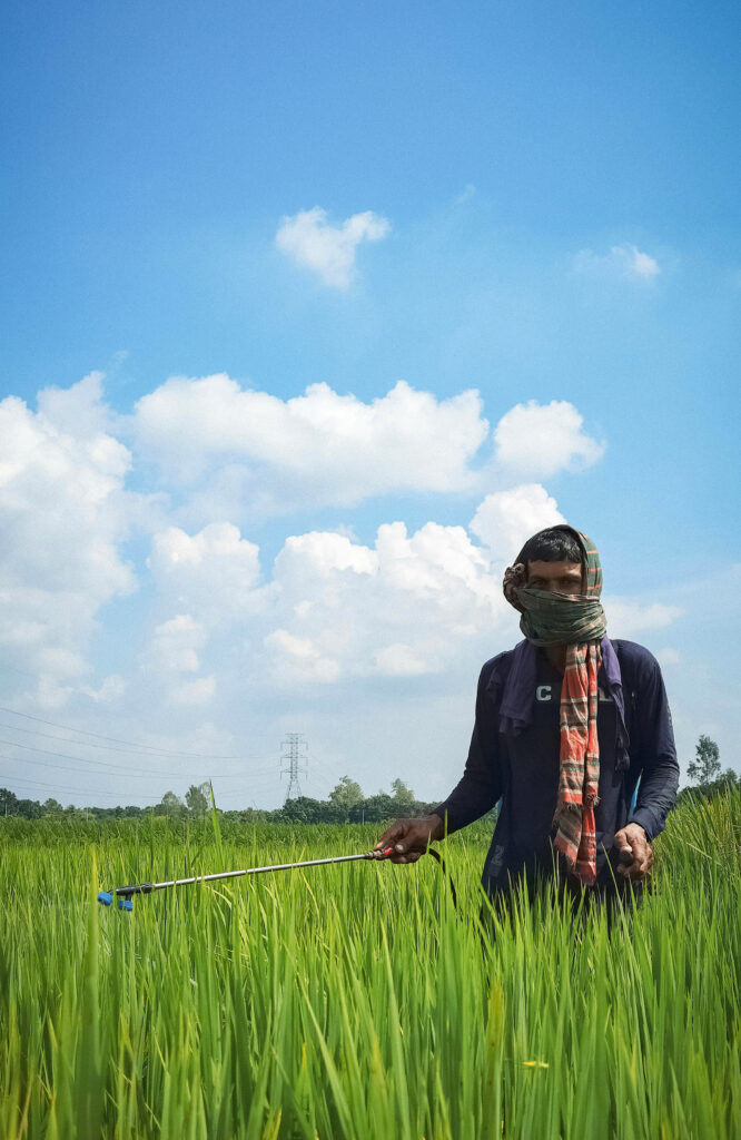 Man [and Chemicals] Working in a Rice Field. 