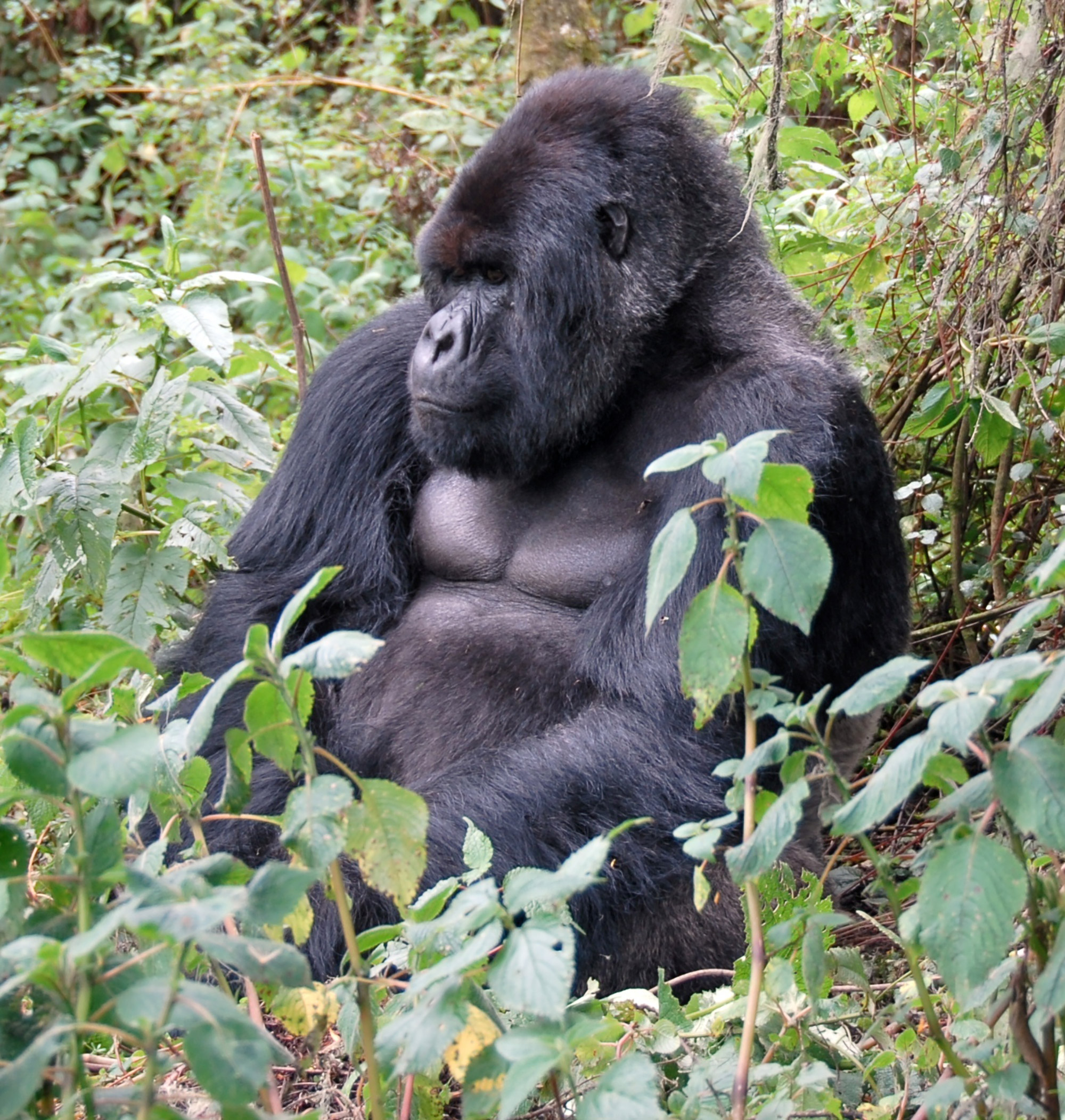 A seated gorilla surrounded by plants