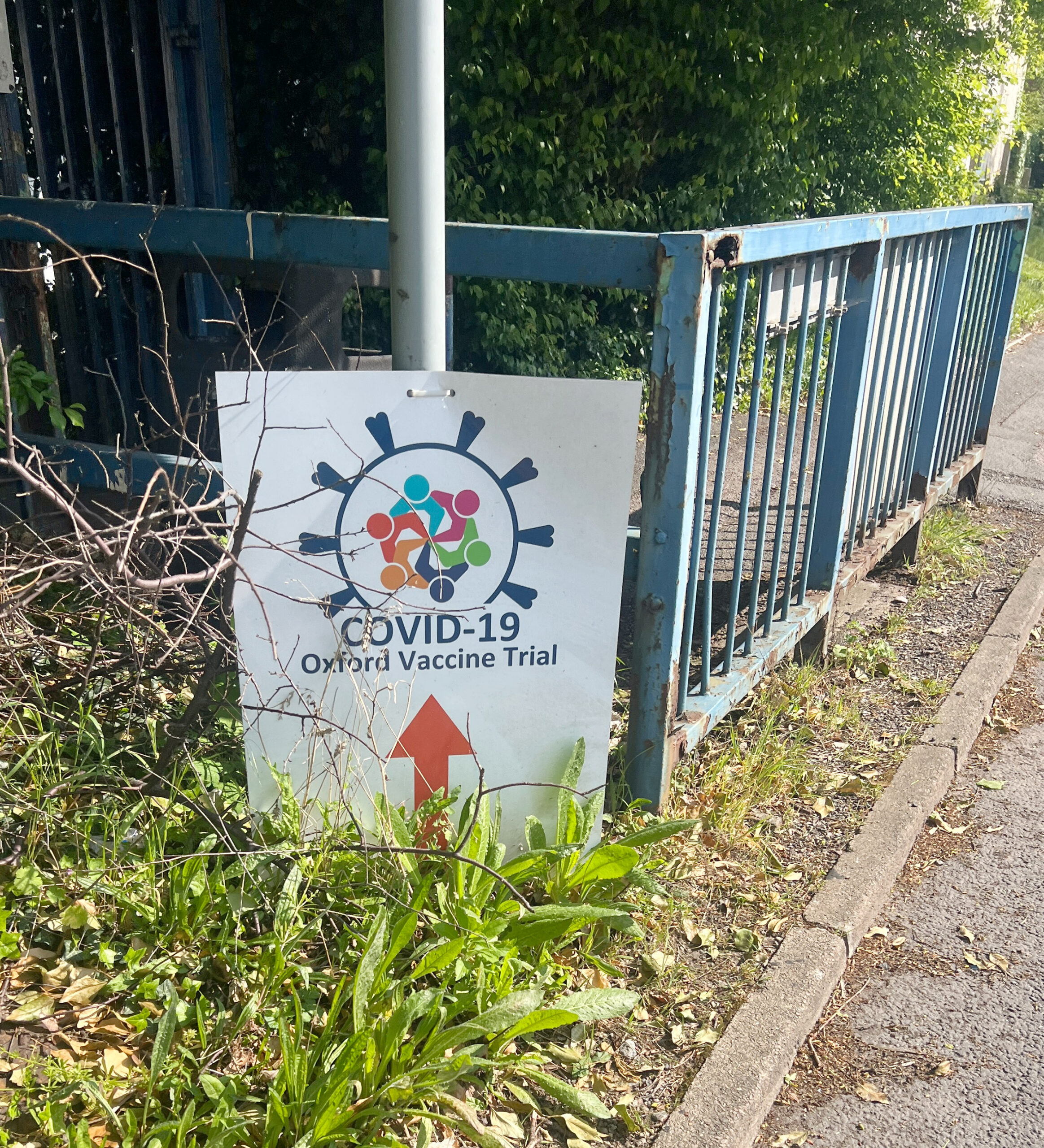 Photograph taken of the overgrown weeds next to sidewalk, with poster for Oxford Covid Vaccines trial amid weeds