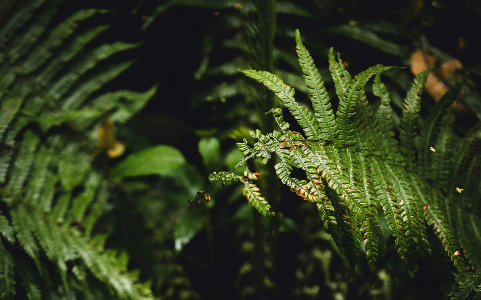 Close-up picture of green ferns against a dark background