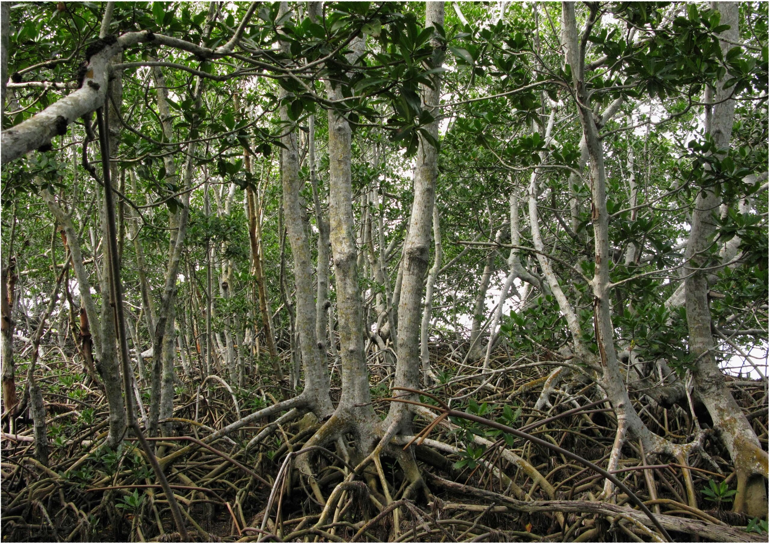 Mangrove forest in Everglades National Park; close-set trees with criss-crossing roots and green leaves above.