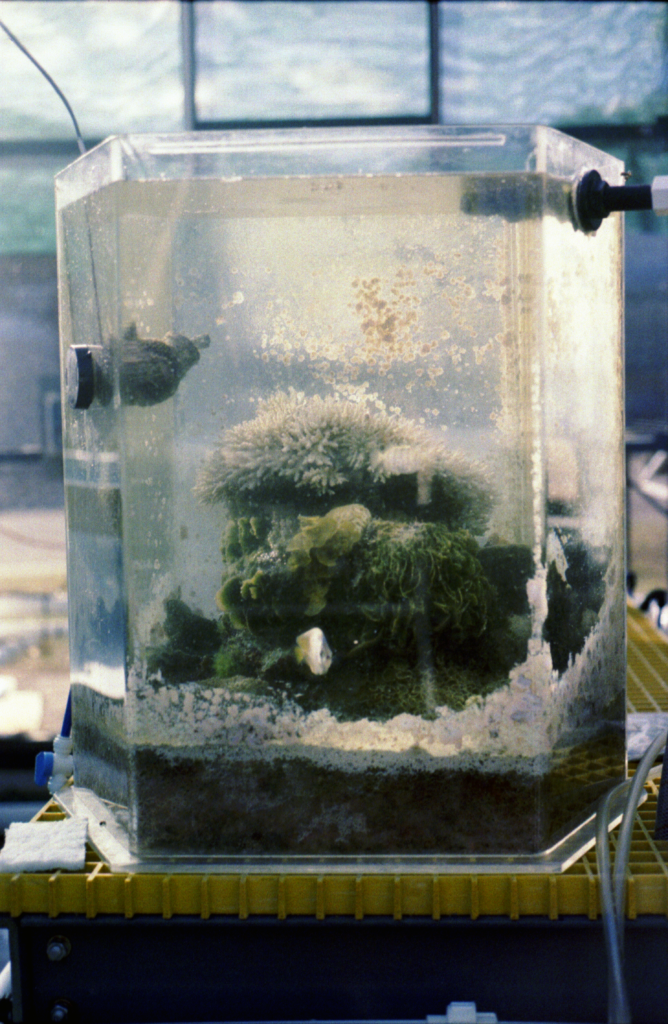 cylindrical aquarium with plant or anemone inside