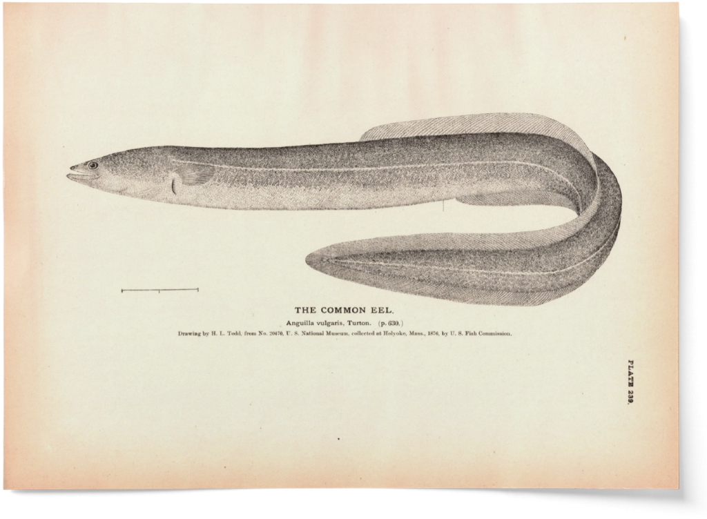 diagram of eel from book, in sepia
