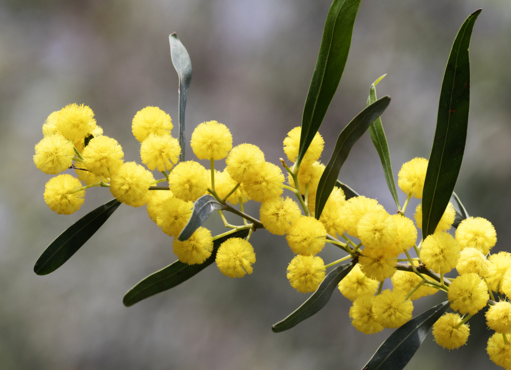 close-up of golden flowers with green leaves