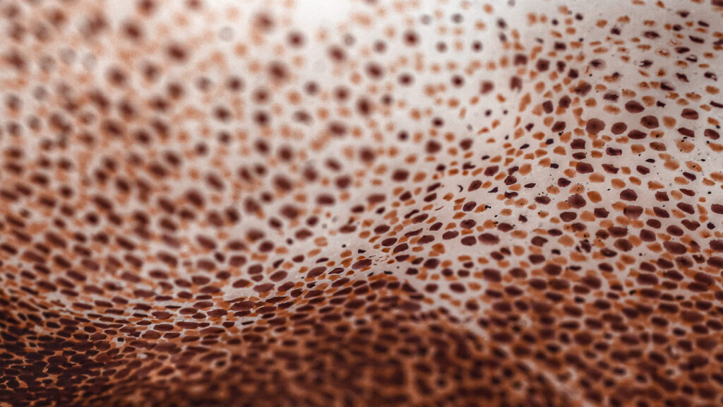 brown and red contoured, close-up view of cuttlefish scales and 'skin'