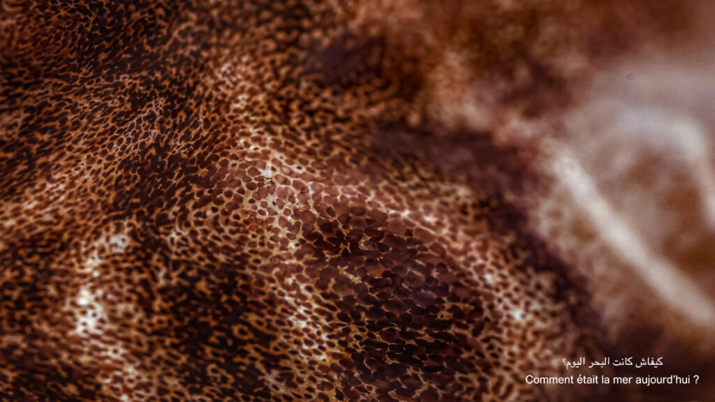 brown and red contoured, close-up view of cuttlefish scales and 'skin'
