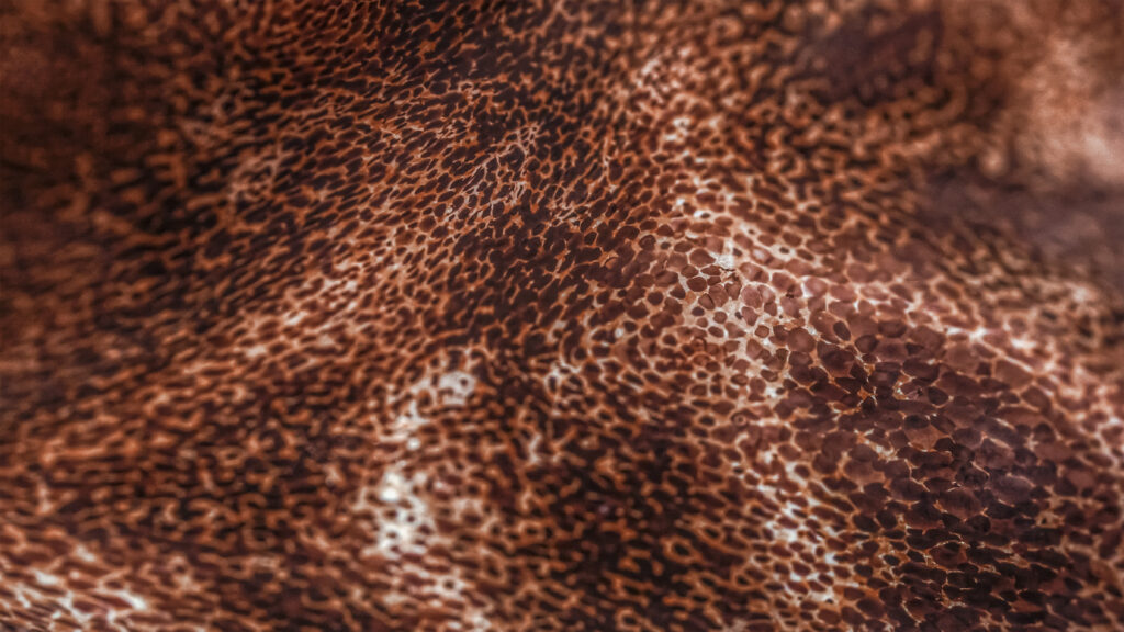 brown and red contoured, close-up view of cuttlefish scales and 'skin'