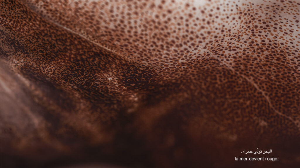 brown and red contoured, close-up view of cuttlefish scales and 'skin'