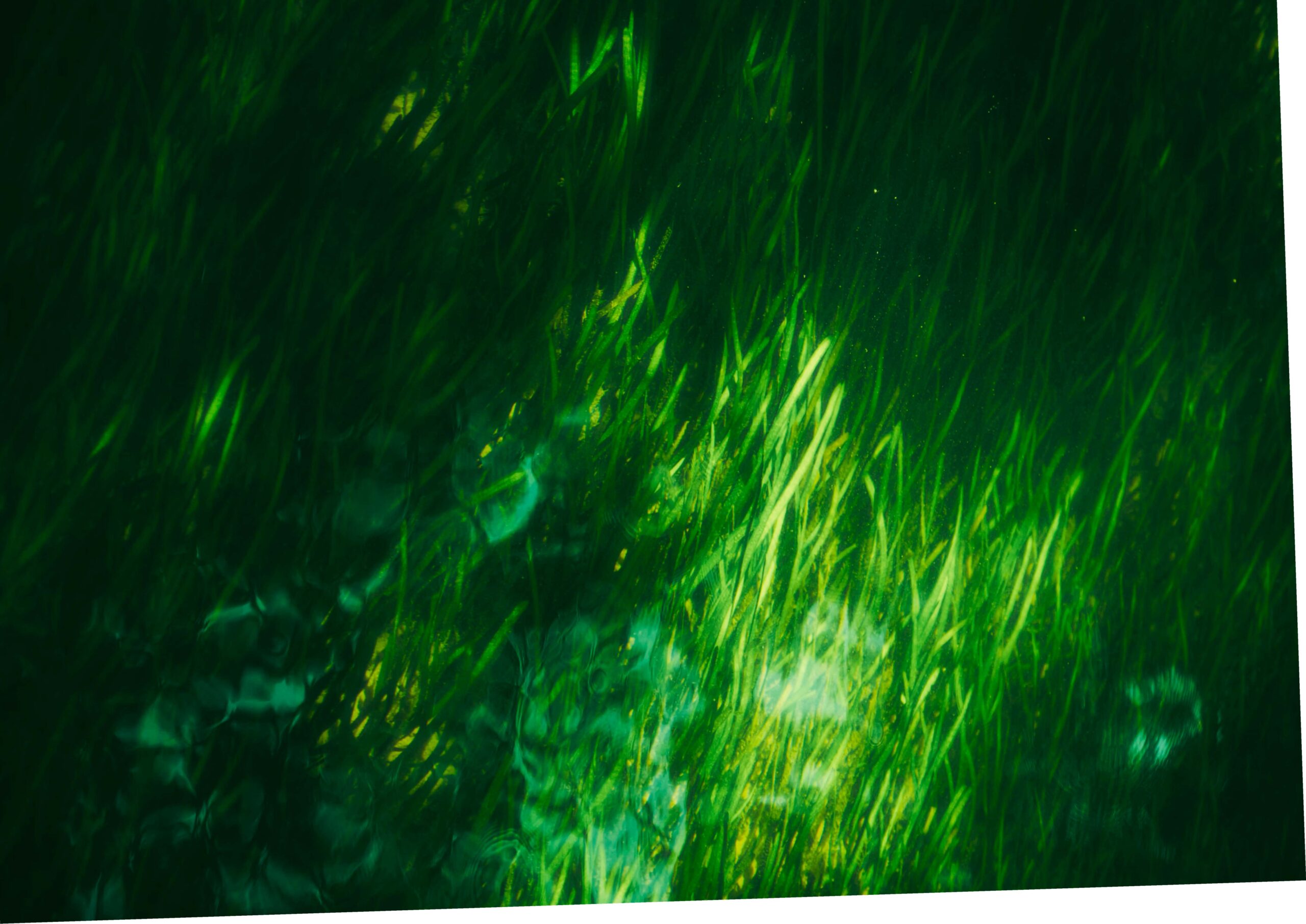 Close-up almost abstract image of light shining underwater on bright green plants