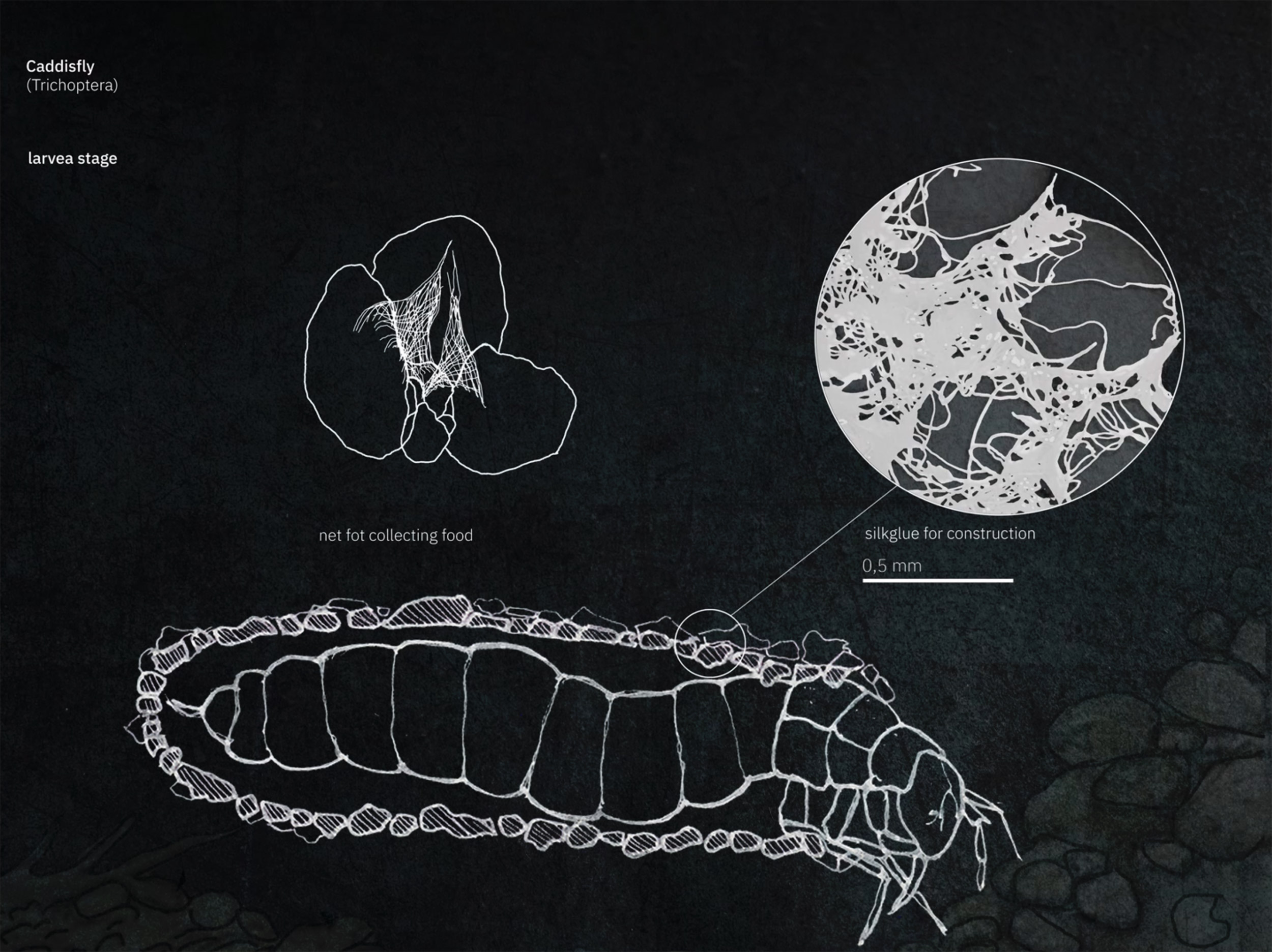 film still showing speculative fly-plastic hybrid species rendered in schematic: white lines on black field