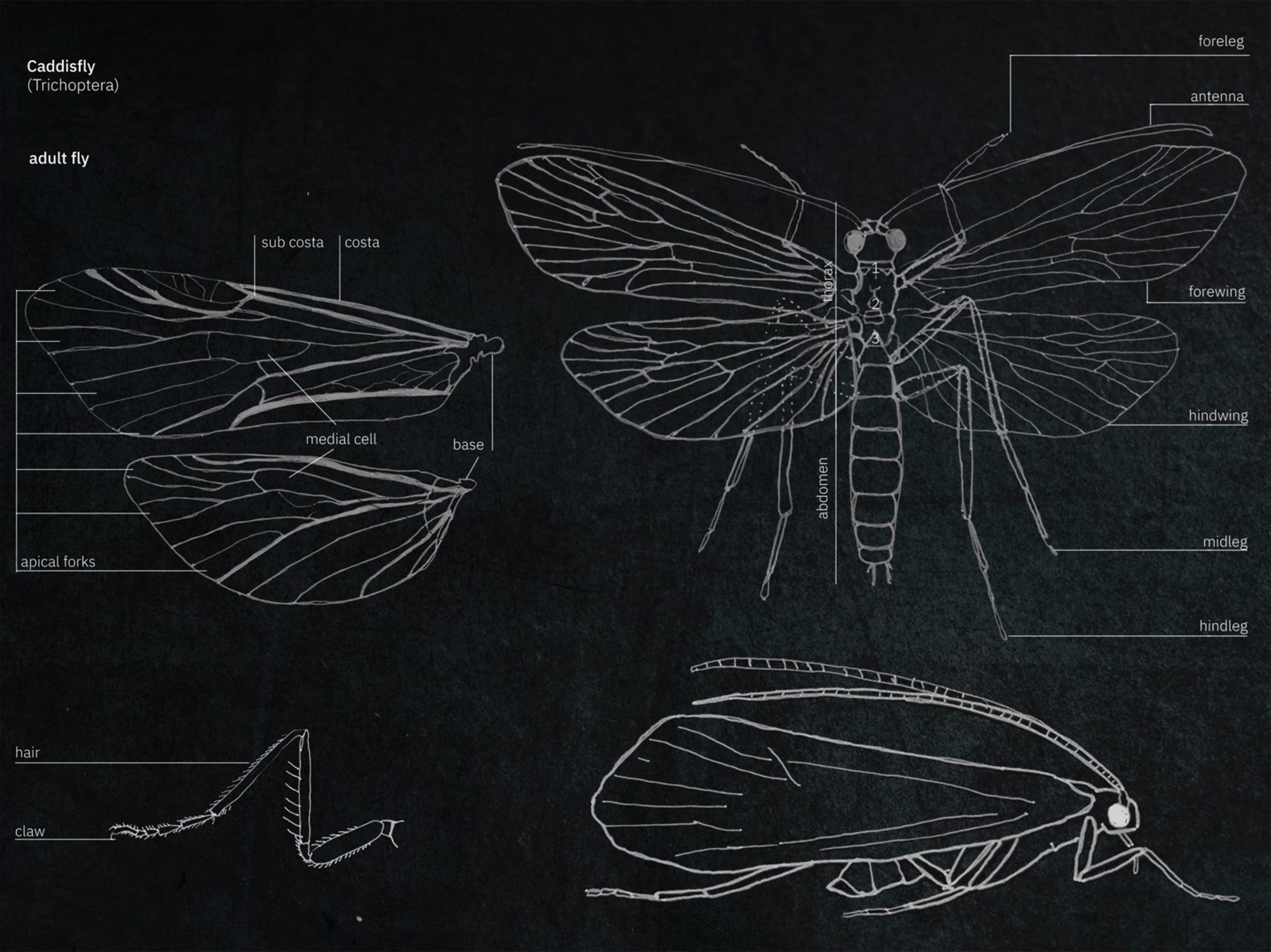 film still showing speculative fly-plastic hybrid species rendered in schematic: white lines on black field