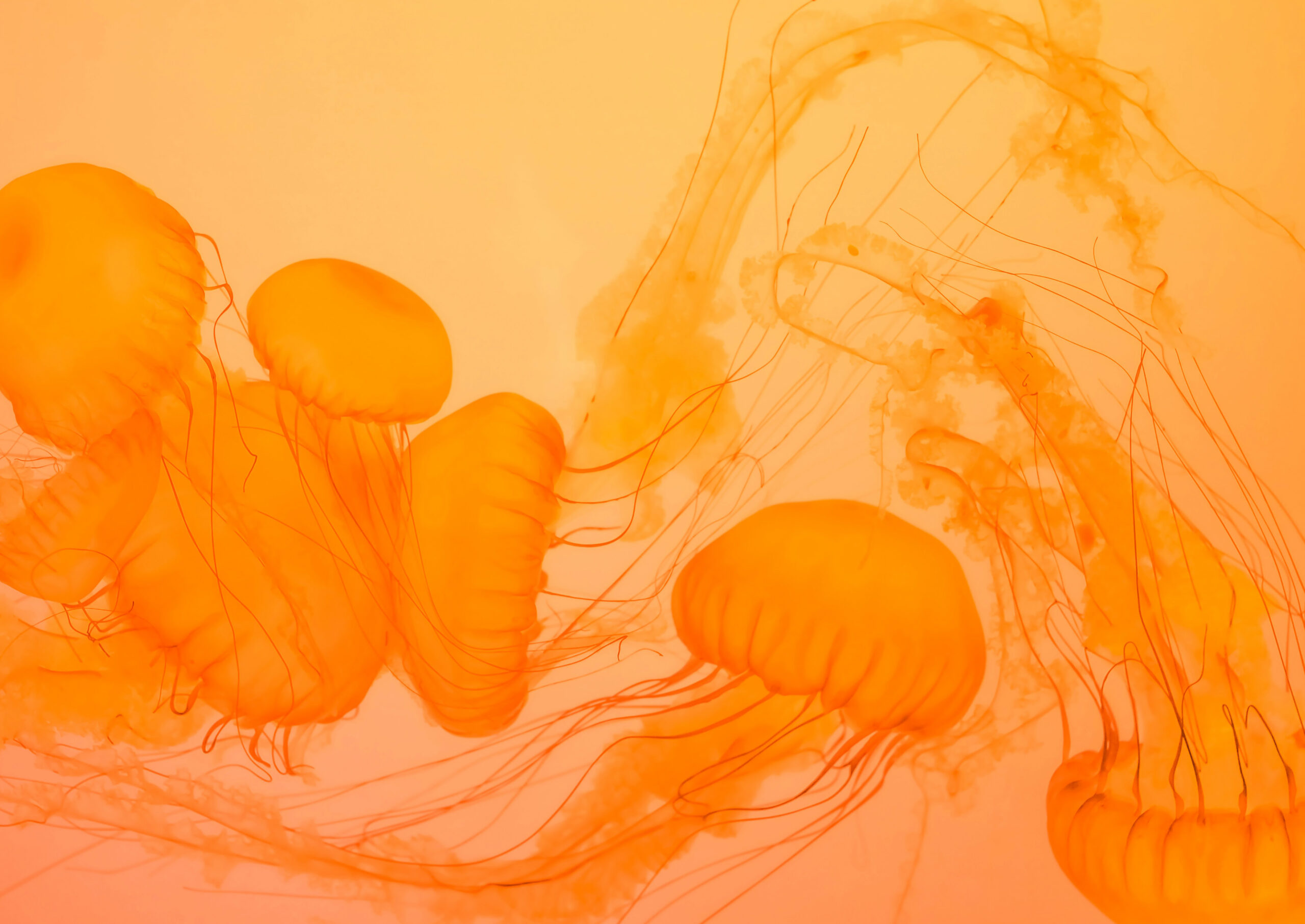 Photograph of orange jellyfish clustered together
