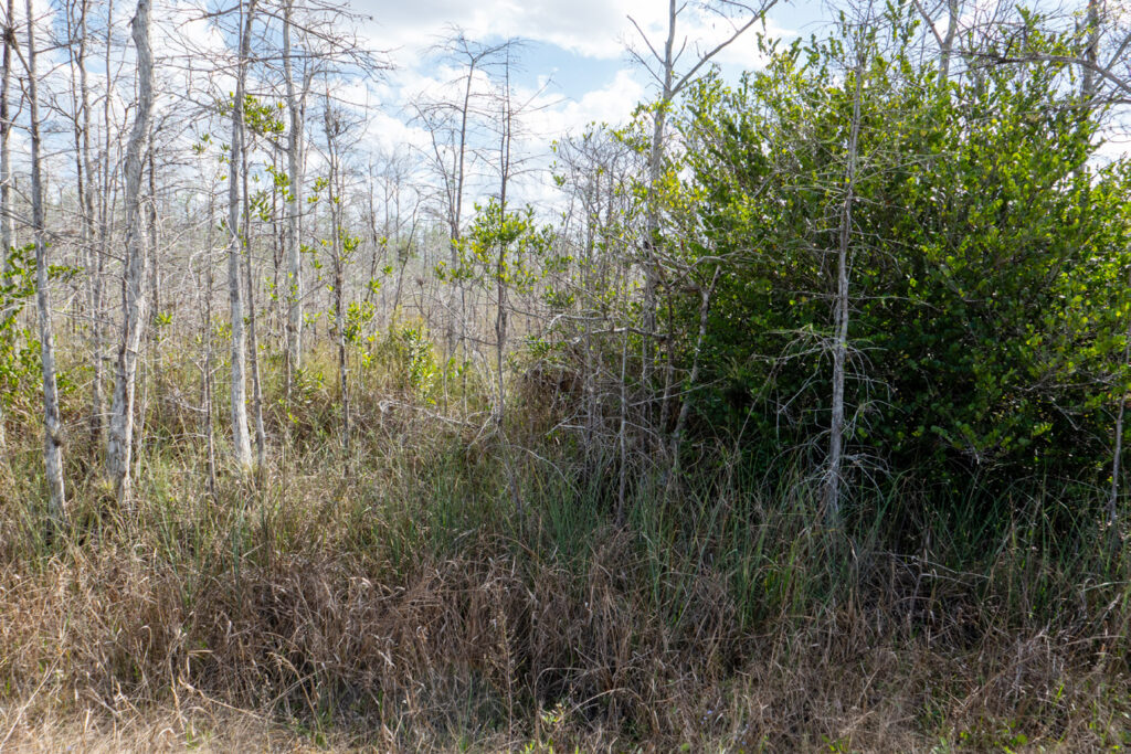 Photo of Everglades showing diverse plant ecosystem with trees and low shrubs.