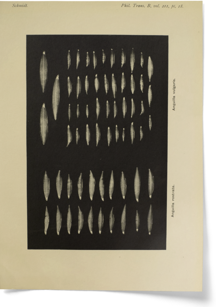 diagram of rows of larvae, from book in sepia
