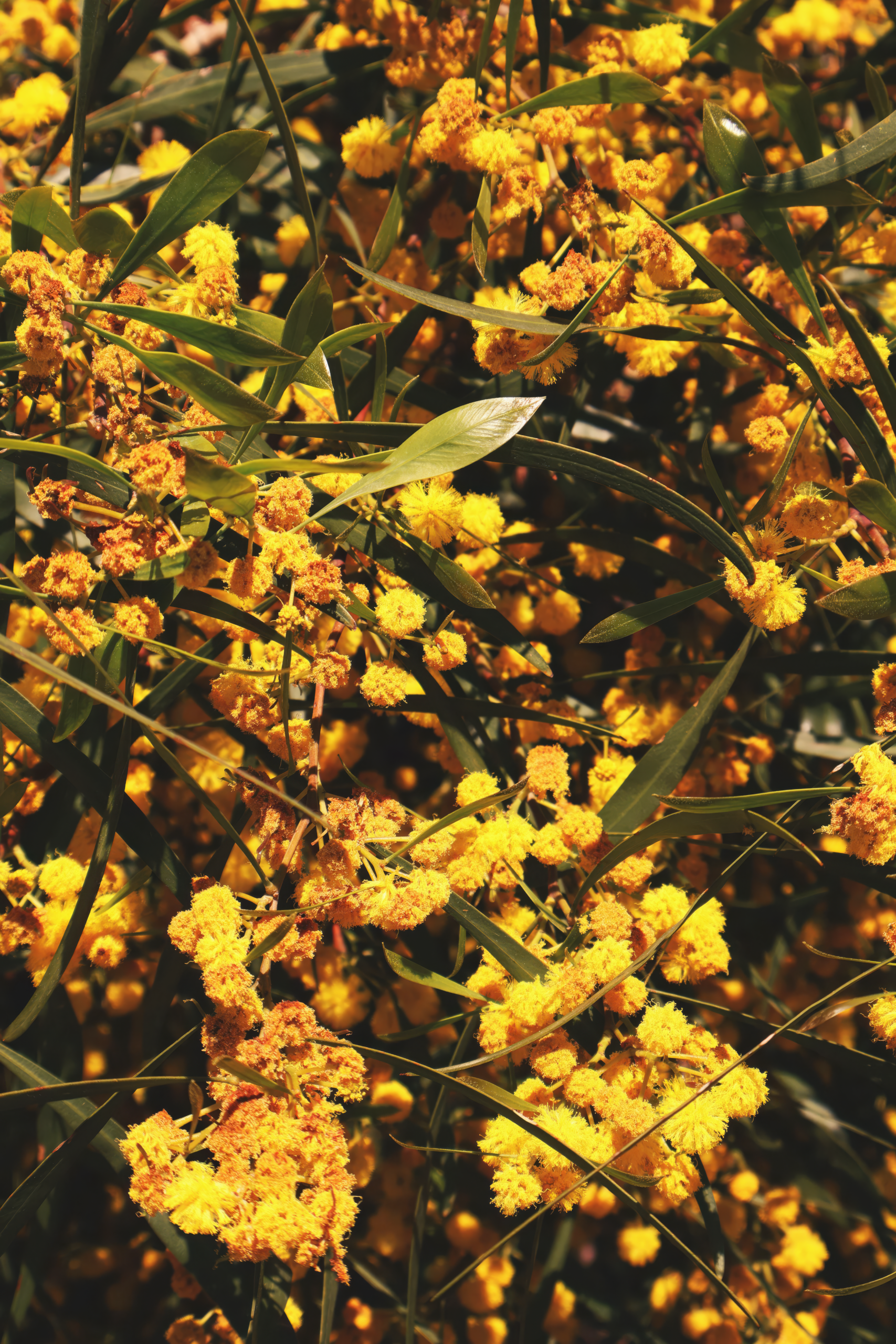 A close-up view of bright golden wattle flowers in full bloom.
