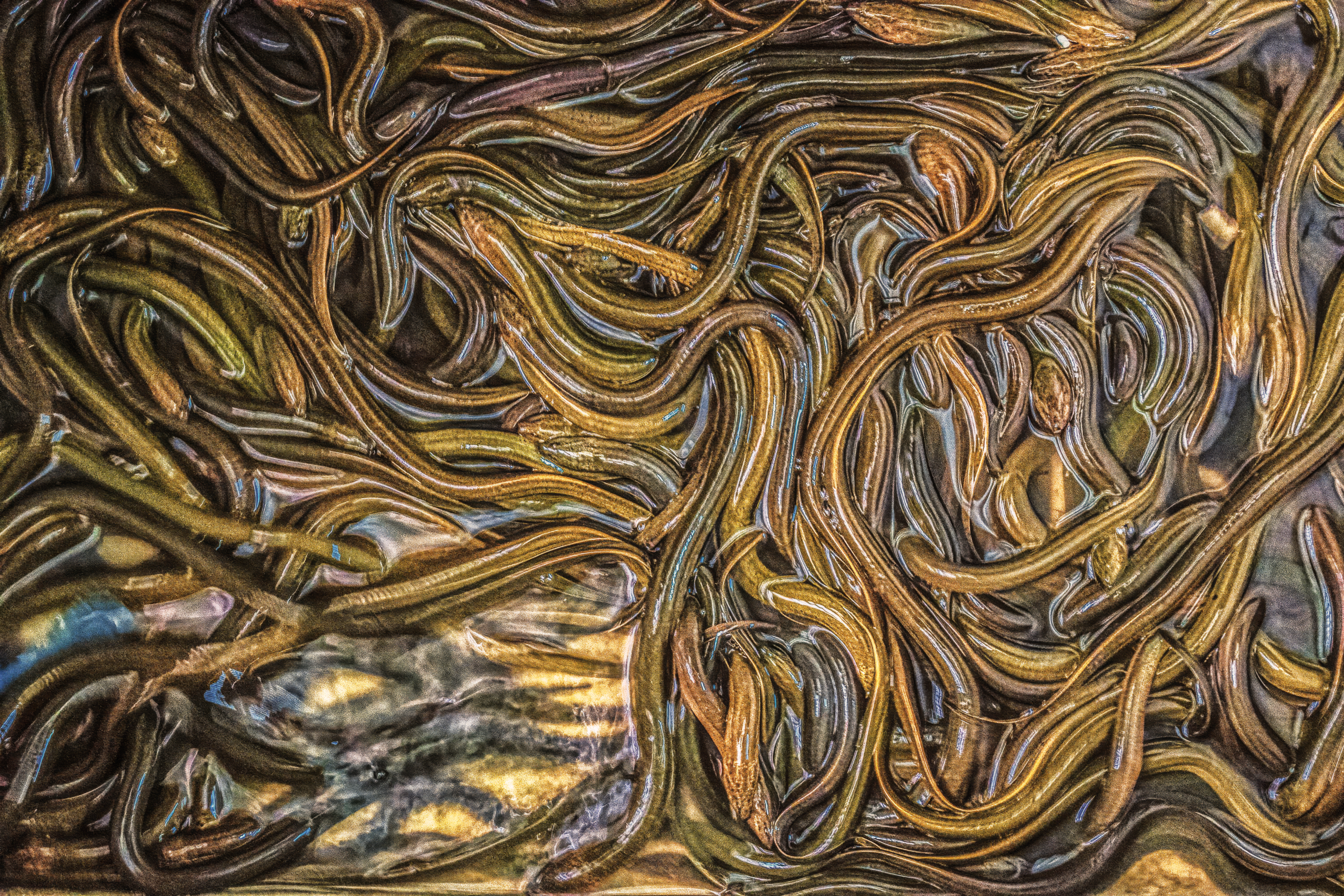 A high-angle, close-up photograph capturing hundreds of slender, elongated eels tightly packed together. Their smooth, glistening bodies intertwine in dense, curving patterns, shimmering with metallic tones of bronze, gold, and dark brown under a wet sheen.